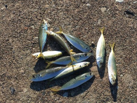 アジ10匹、アイゴ1匹