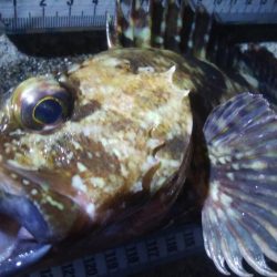 釣りデビュー 65日目