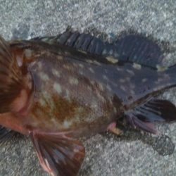 釣りデビュー 66日目