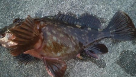 釣りデビュー　66日目