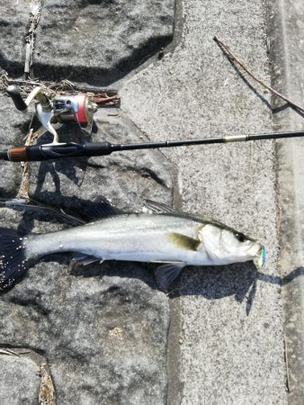 予定違いやけど結果オーライ