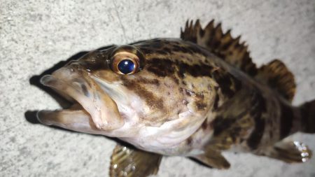 夜のメバリング、ガシリング！