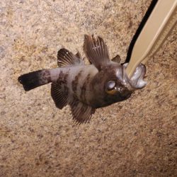 お手軽メバリング