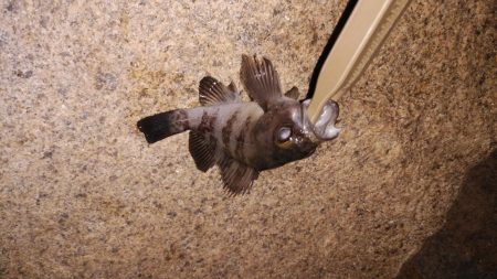 お手軽メバリング