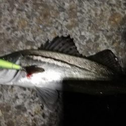 夜にまさかのヒラメ！