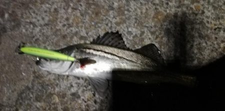 夜にまさかのヒラメ！