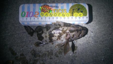 釣りデビュー　72日目