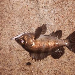 時短釣行のつもりが