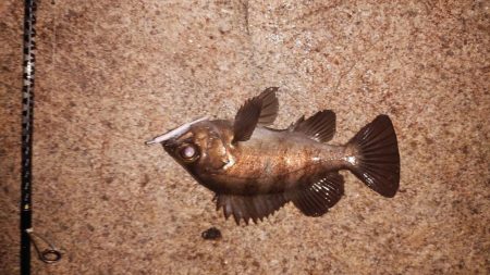 時短釣行のつもりが