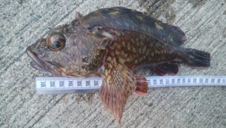 釣りデビュー 73日目