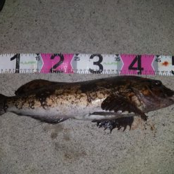 モンスターアイナメ！！