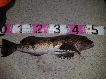 モンスターアイナメ！！