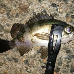 安定のブルーメバル