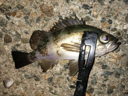 安定のブルーメバル