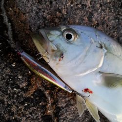 久しぶりのオニヒラアジ