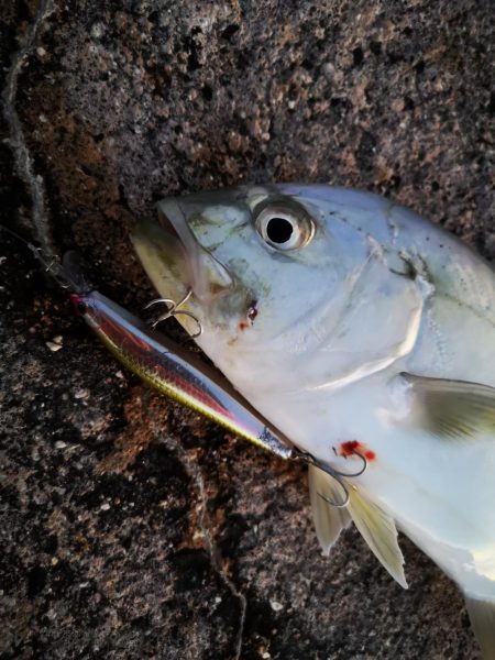 久しぶりのオニヒラアジ