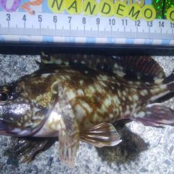 釣りデビュー　77日目