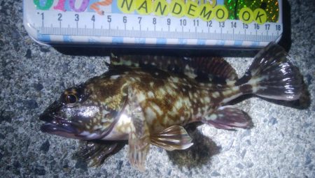 釣りデビュー　77日目