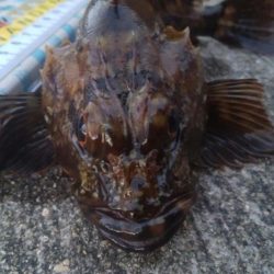 釣りデビュー　80日目