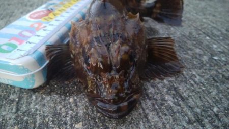 釣りデビュー　80日目