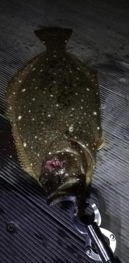 またまた夜にヒラメ