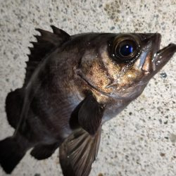 テトラでメバリング