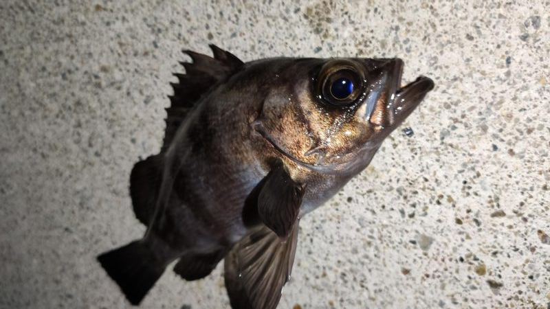 テトラでメバリング