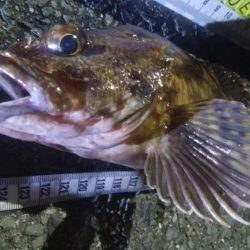 釣りデビュー　84日目