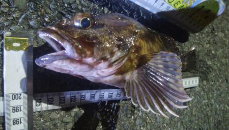 釣りデビュー　84日目