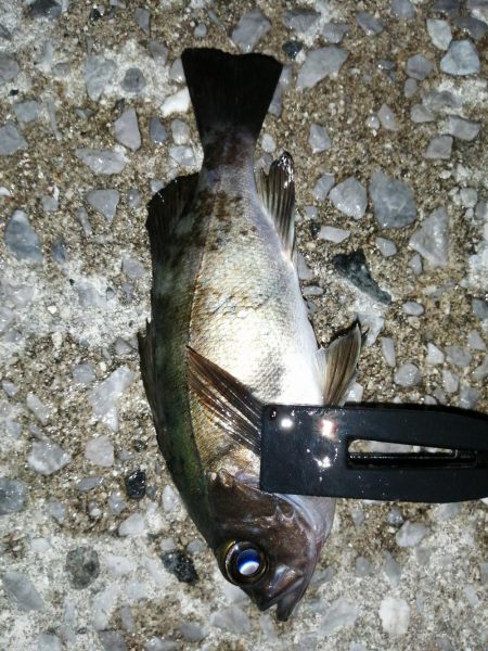 今日もアジを求めて