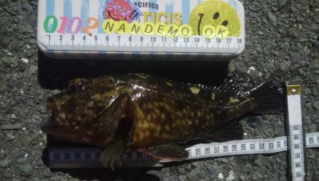 釣りデビュー　85日目