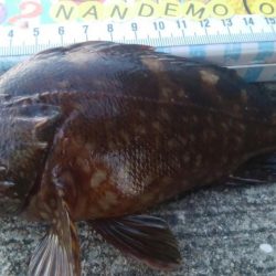 釣りデビュー 86日目