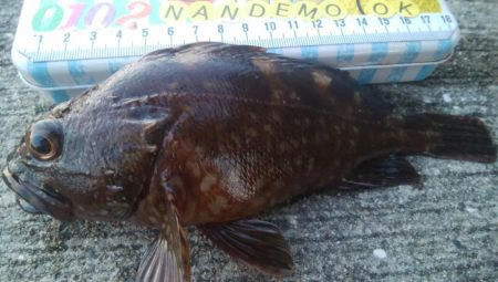 釣りデビュー　86日目