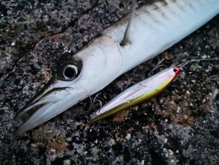 ロッド鱗付けの為にお出掛け