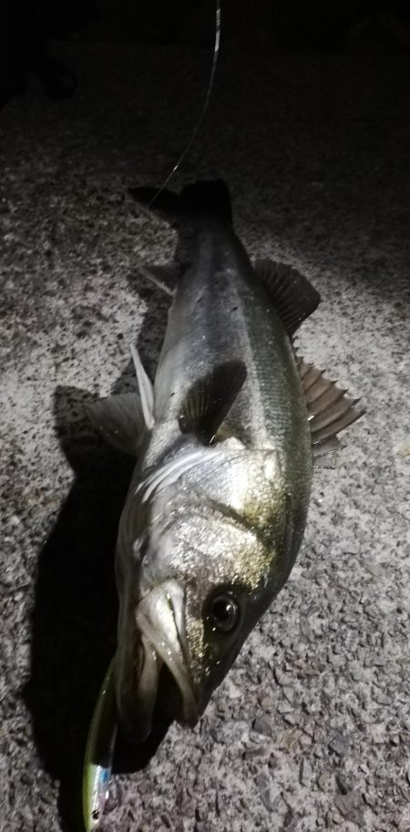 初ランナーシーバス