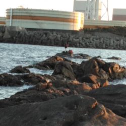 フカセ‥フグ釣れ過ぎ・・