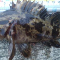 釣りデビュー 87日目