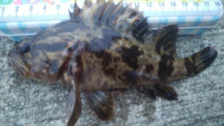 釣りデビュー　87日目