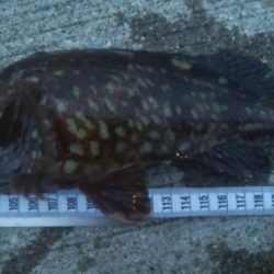 釣りデビュー　88日目