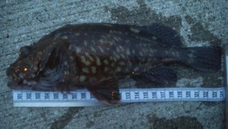 釣りデビュー　88日目