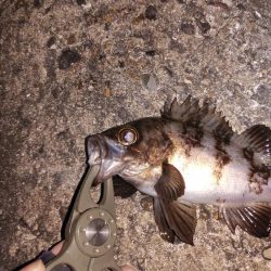 マズメプラッキング