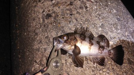 マズメプラッキング