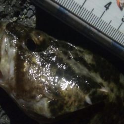 釣りデビュー 90日目