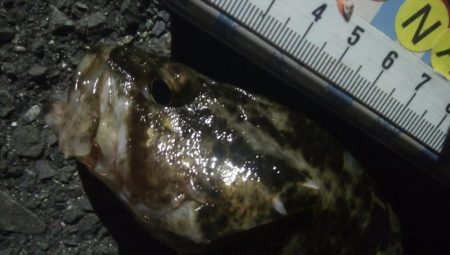 釣りデビュー 90日目