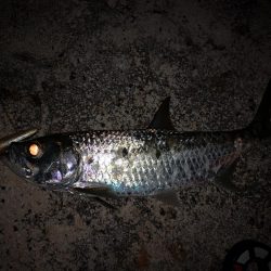 4日間通ってターポン釣れました