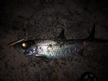 4日間通ってターポン釣れました