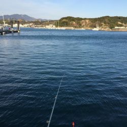 尺アジ2匹、ヒイラギ2匹