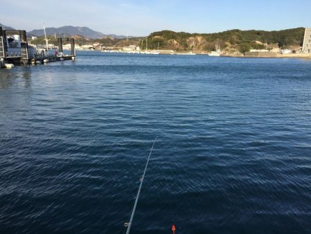 尺アジ2匹、ヒイラギ2匹