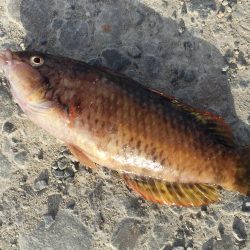 尺アジ1匹、メバル、ベラ、コアジ