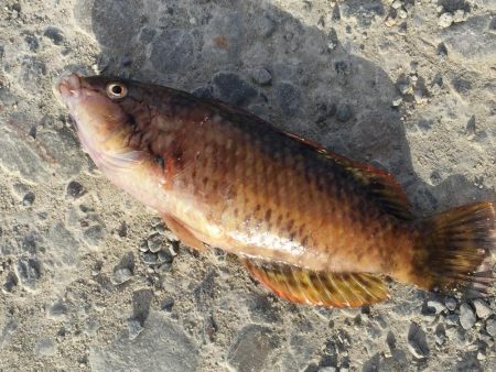 尺アジ1匹、メバル、ベラ、コアジ